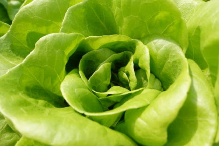 6시내고향 영천 유럽쌈채소 중 버터헤드