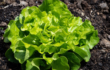 상추 파종시기와 거름 주는 방법 총정리 1