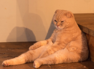 '스코 앉기'를 하고 있는 스코티시폴드