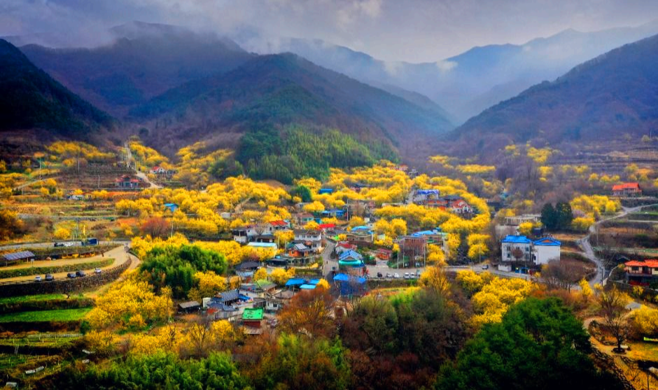 구례산수유축제