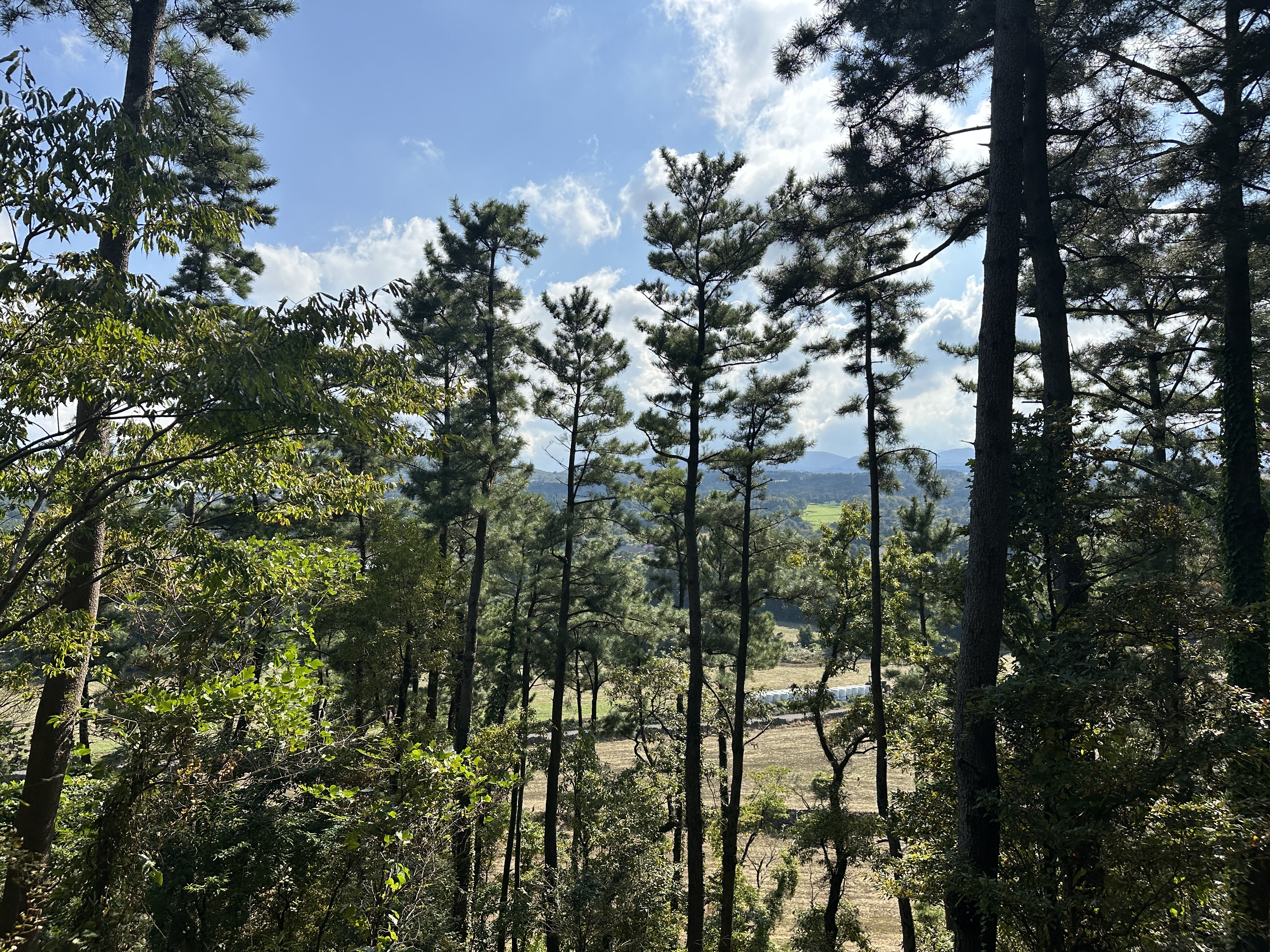 안세미 오름 탐방로