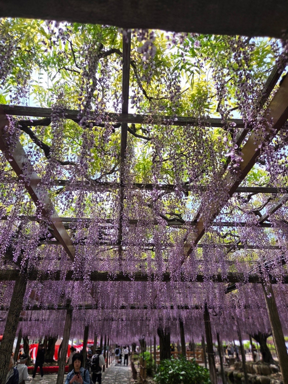 나고야역에서 쓰시마역 가는법,나고야역에서 츠시마역 가는법,후지마츠리,등나무축제,나고야 자유여행
,나고야근교여행,나고야소도시,나고야축제,일본축제