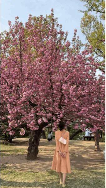 겹벚꽃 개화시기 숨겨진 명소_12