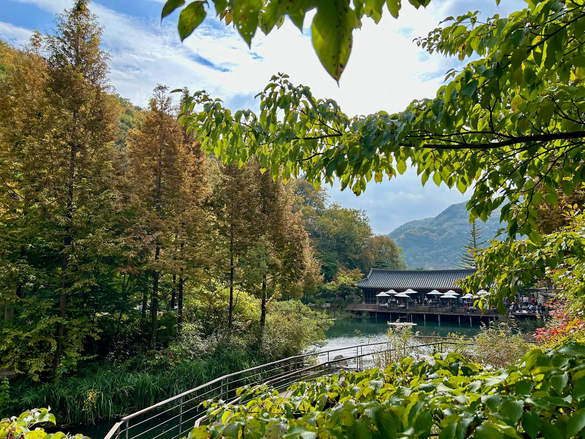 2024년 화담숲 10월 말 가을 단풍 원양연못