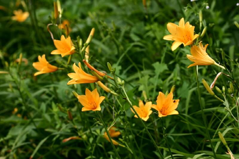 포천 국립수목원 광릉수목원 예약