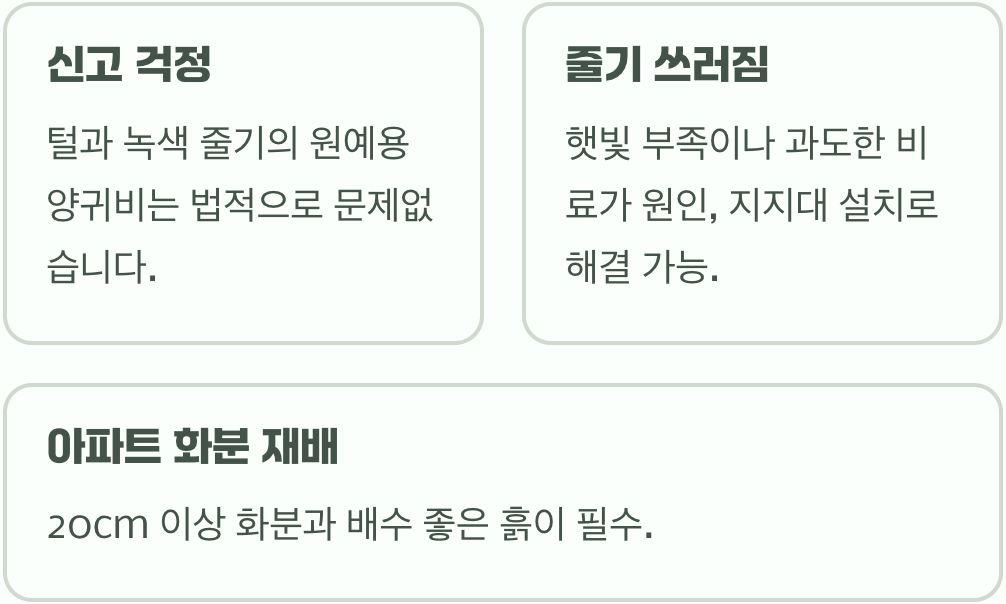 양귀비 키우는 법과 관리 요령, 화단과 정원을 화려하게 꾸미는 방법