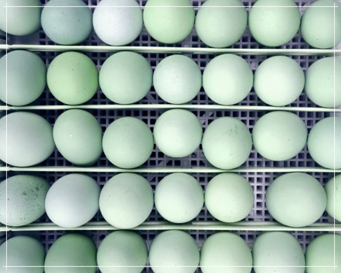 청란의 효능, 먹는 방법, 그리고 가격에 대하여