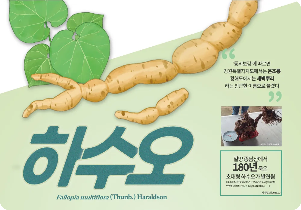 하수오 효능 효과