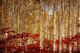 가을단풍 드라이브 코스