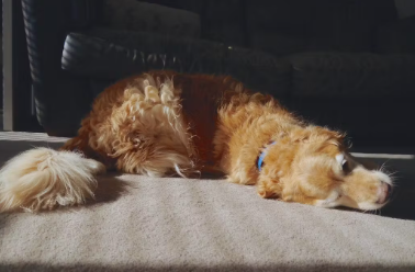 개가 식후나 잠에서 깰 때 바닥에 몸을 비비는 이유.