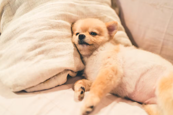 잠자는 포메라니안 개 관절염 예방 팁과 조기 발견 포인트.