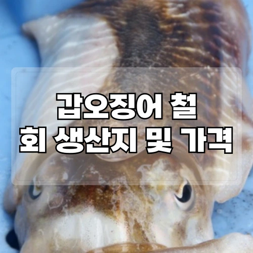 갑오징어-철-갑오징어-회-생산지-및-가격