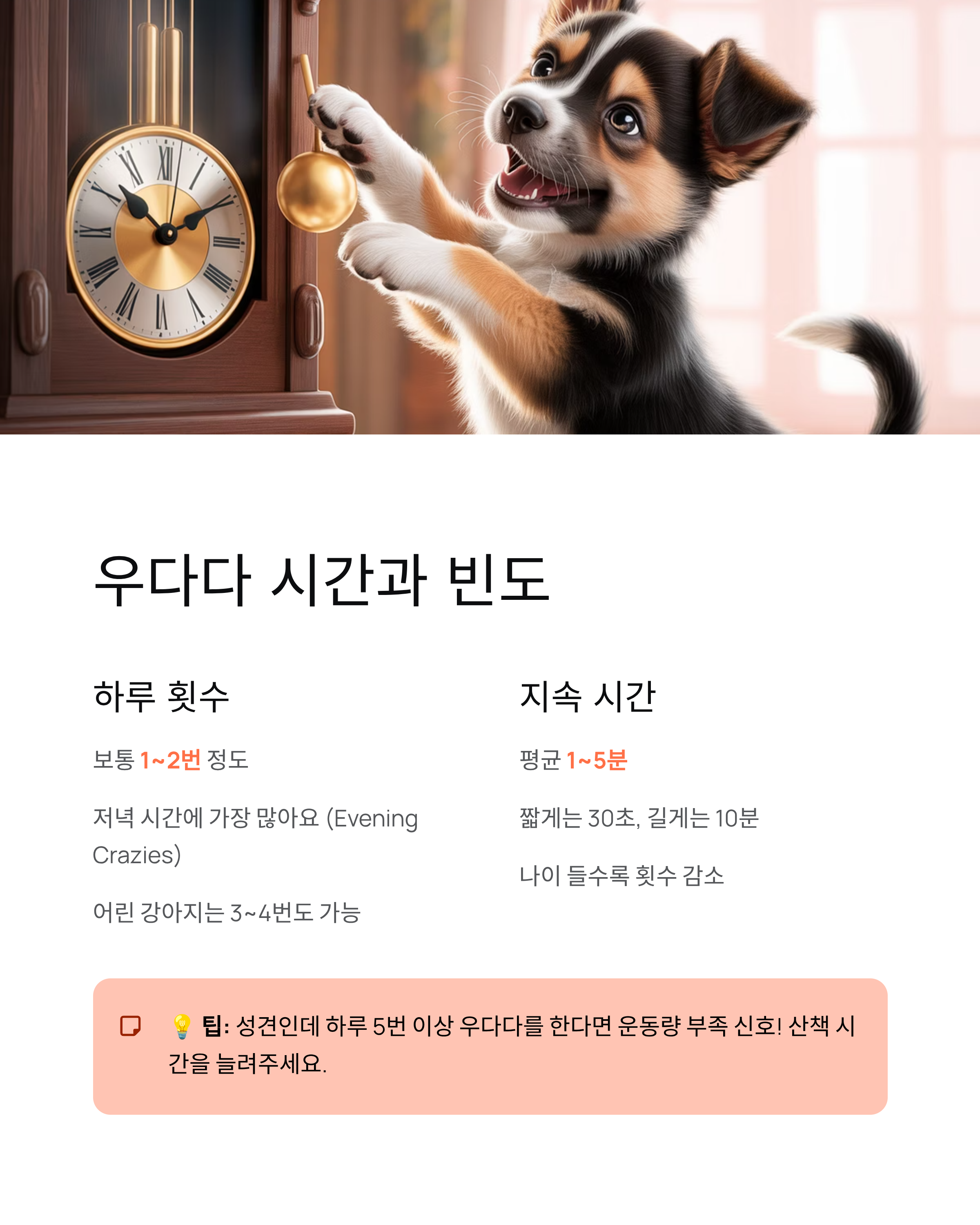 강아지 갑자기 우다다 뛰어다니는 이유? 원인·시간·대처법 총정리