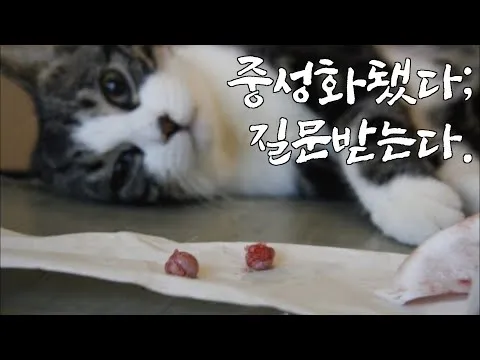 고양이 중성화 비용 수술시기 관리_3