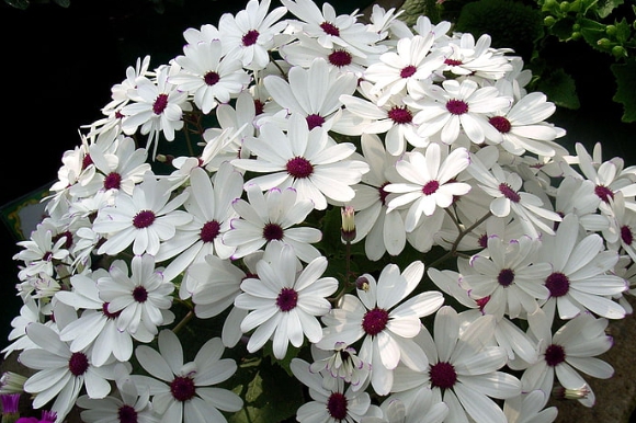 봄꽃 시네라리아