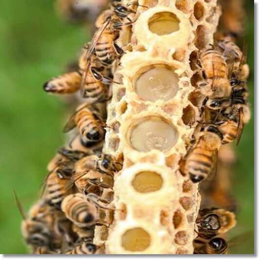 로얄젤리 효능 및 영양 성분 섭취량과 주의점