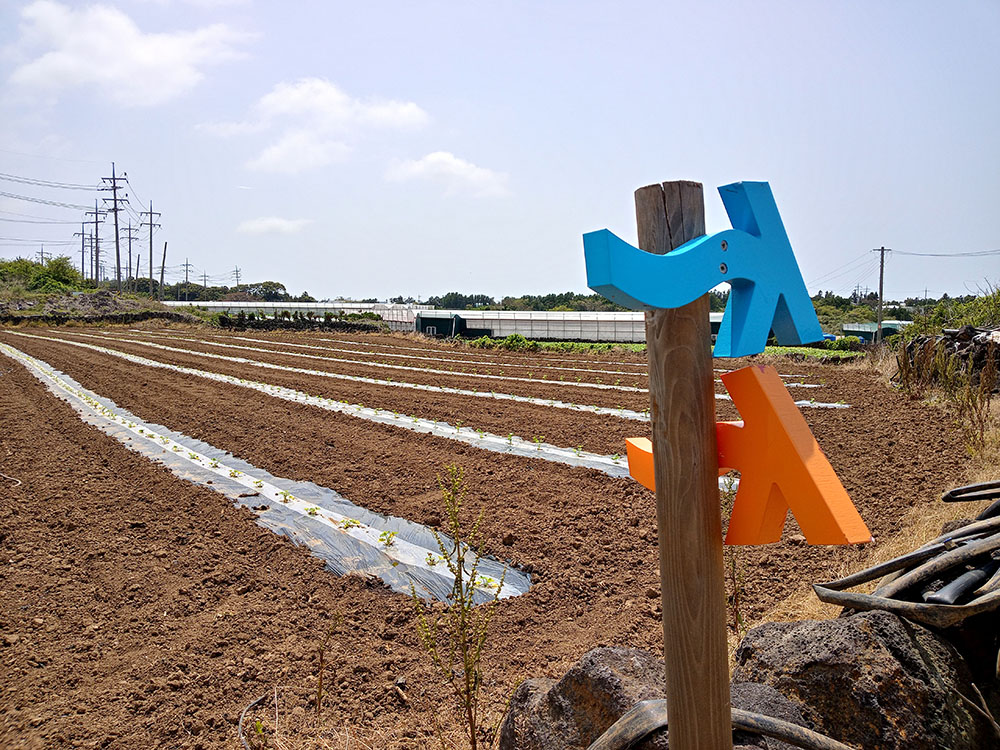 올레길 14코스: 저지예술정보화마을에서 한림항까지