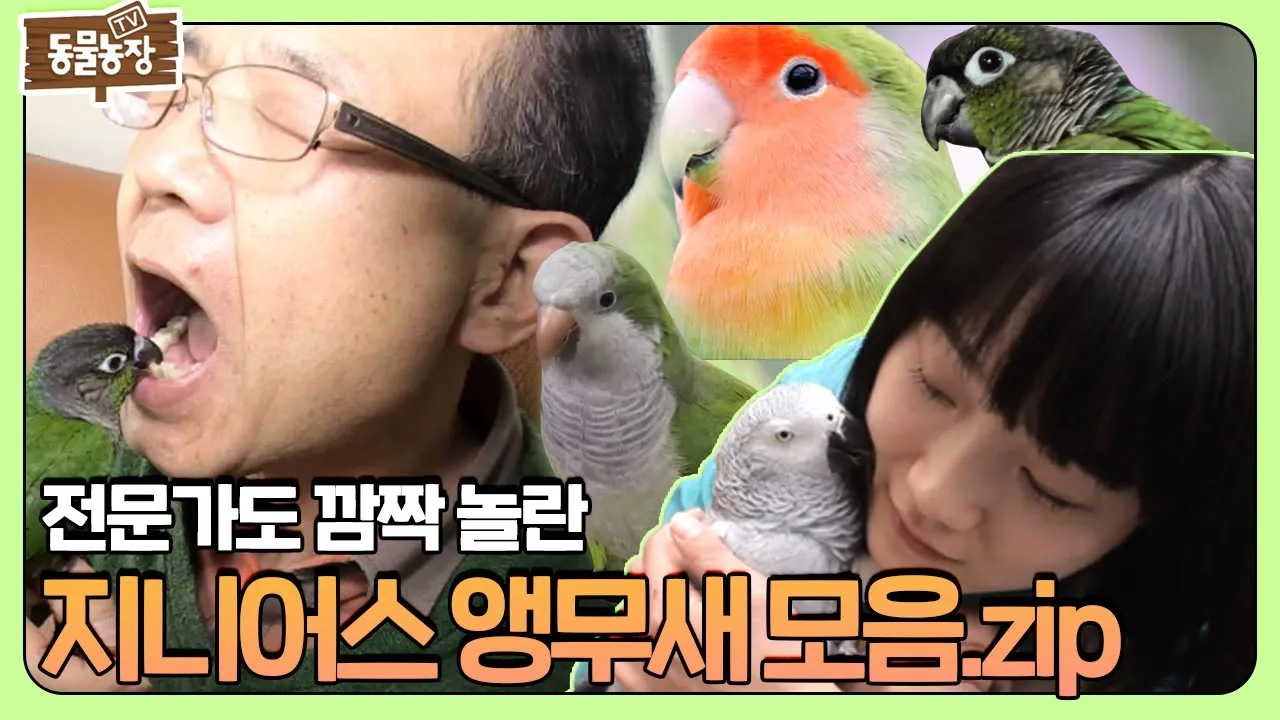 앵무새 분양 가격 키우기 분양 수명 먹이 성격 종류_6