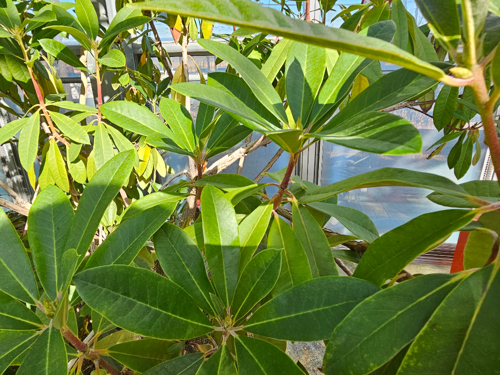 굴거리나무 2