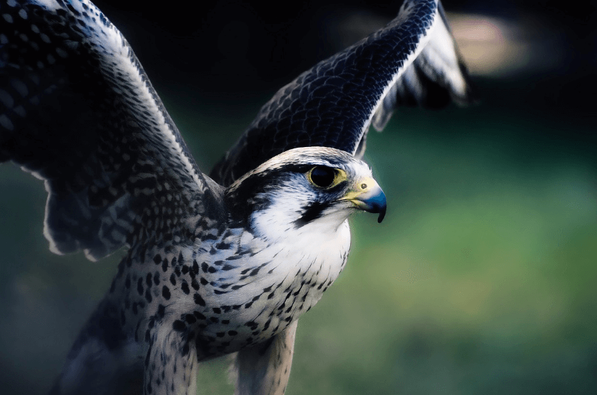 날개를 펼치고 있는 매 사진