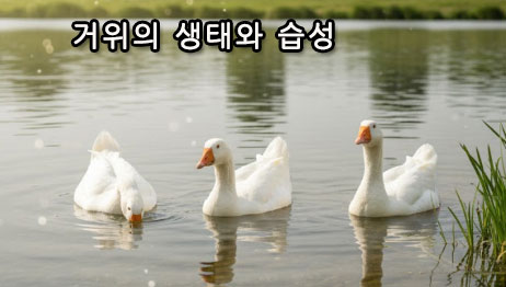 거위의 생태와 습성