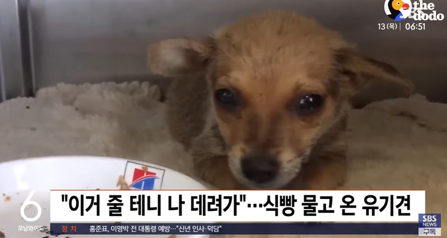 유기견의 특별한 사연