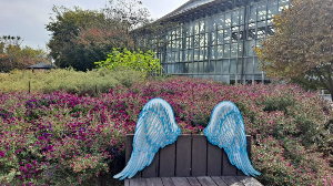 화성_우리꽃식물원_국화전시회