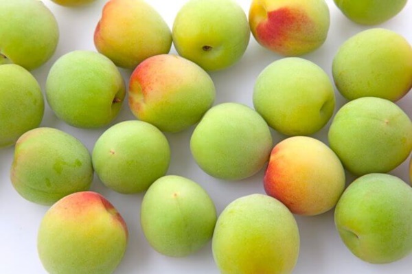 매실 액기스 효능