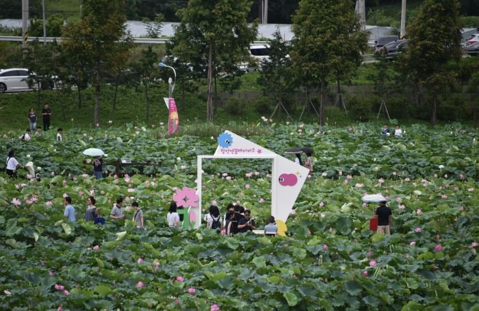 함안 연꽃테마파크, 여름이면 꼭 가봐야 할 연꽃 명소 총정리!