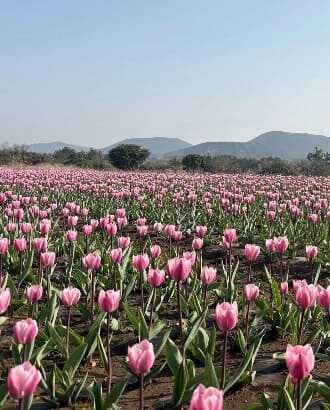 2025 제주 보롬왓 튤립축제