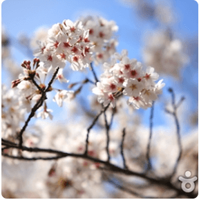 전국 지역별 벚꽃 명소 (2024년)