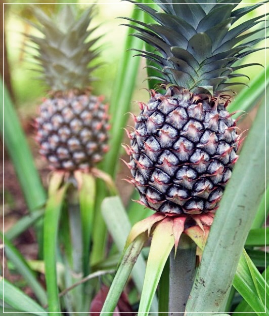 파인애플 식초 효능 먹는법 만드는방법 주의사항을 알자!