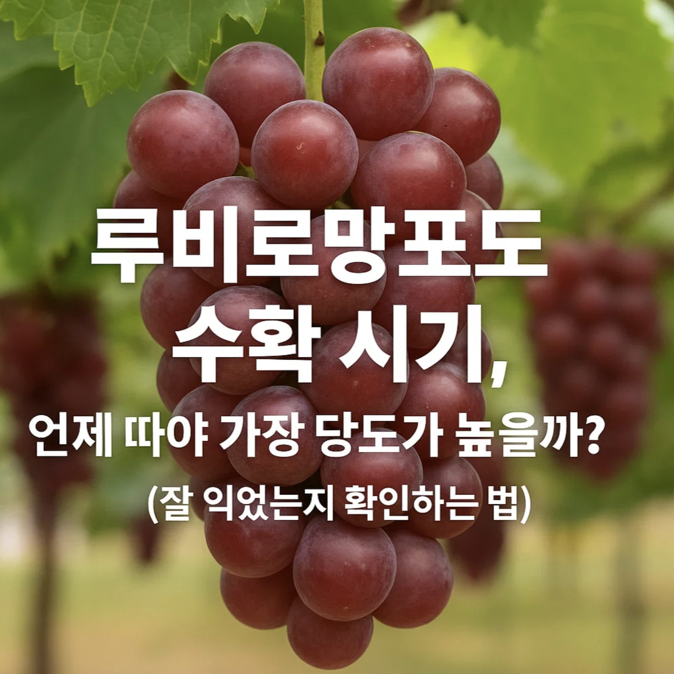 루비로망포도 수확 시기, 언제 따야 가장 당도가 높을까? (잘 익었는지 확인하는 법)