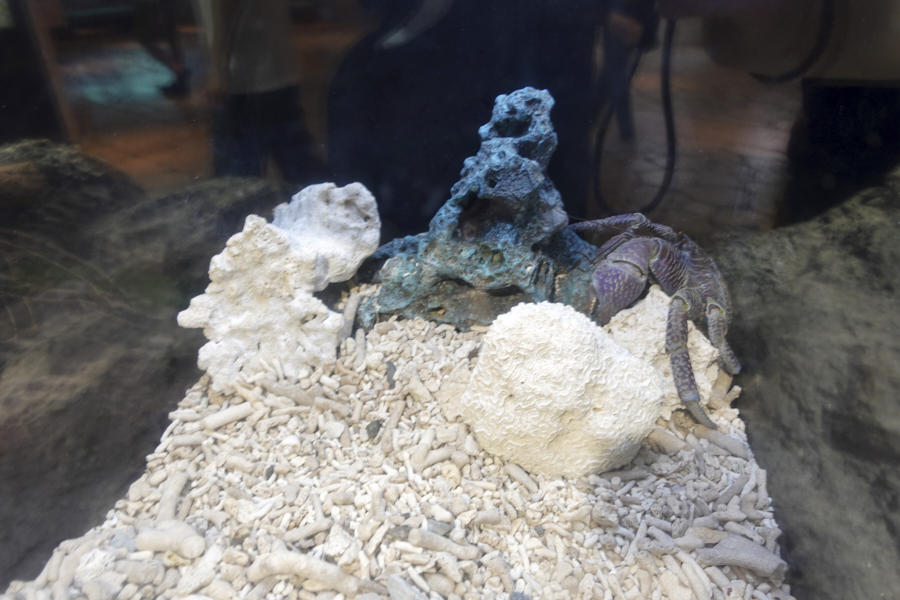 오키나와 츄라우미 수족관 해양생물들