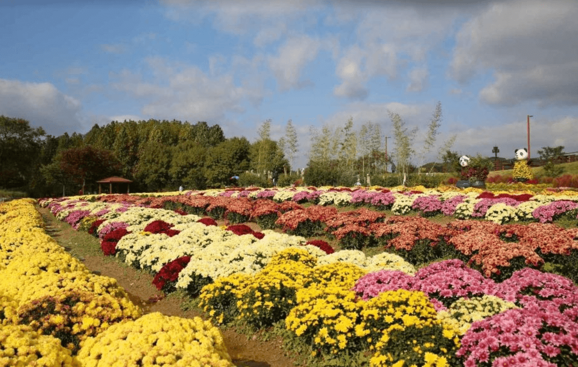 드림파크국화축제