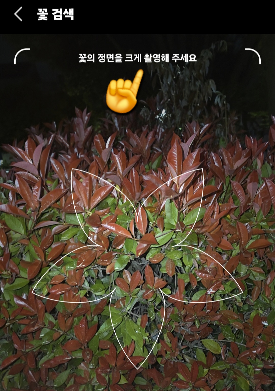 다음(Daum)-꽃검색-방법-안내-그러면-카메라가-활성화되면서-꽃의-정면을-크게-촬영해주세요.라는-안내-메시지가-화면에-나타납니다.-낮에는-밝기-때문에-꽃이나-풀,-식물의-사진을-찍으면-바로-결과가-나오는데요.-하지만-직장인분들은-평일에-산책을-하더라도-저녁밖에-시간이-나지-않는-경우가-많기-때문에-예시로-저녁에-사진을-찍어-보겠습니다.