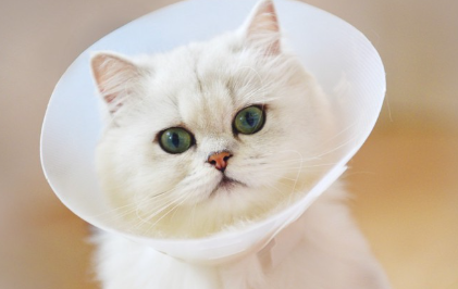 엘리자베스 컬러를 한 고양이.