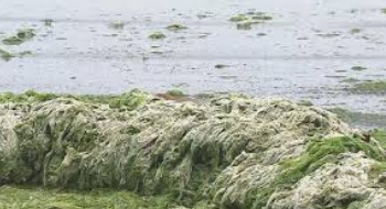 제주 우도 운항요금