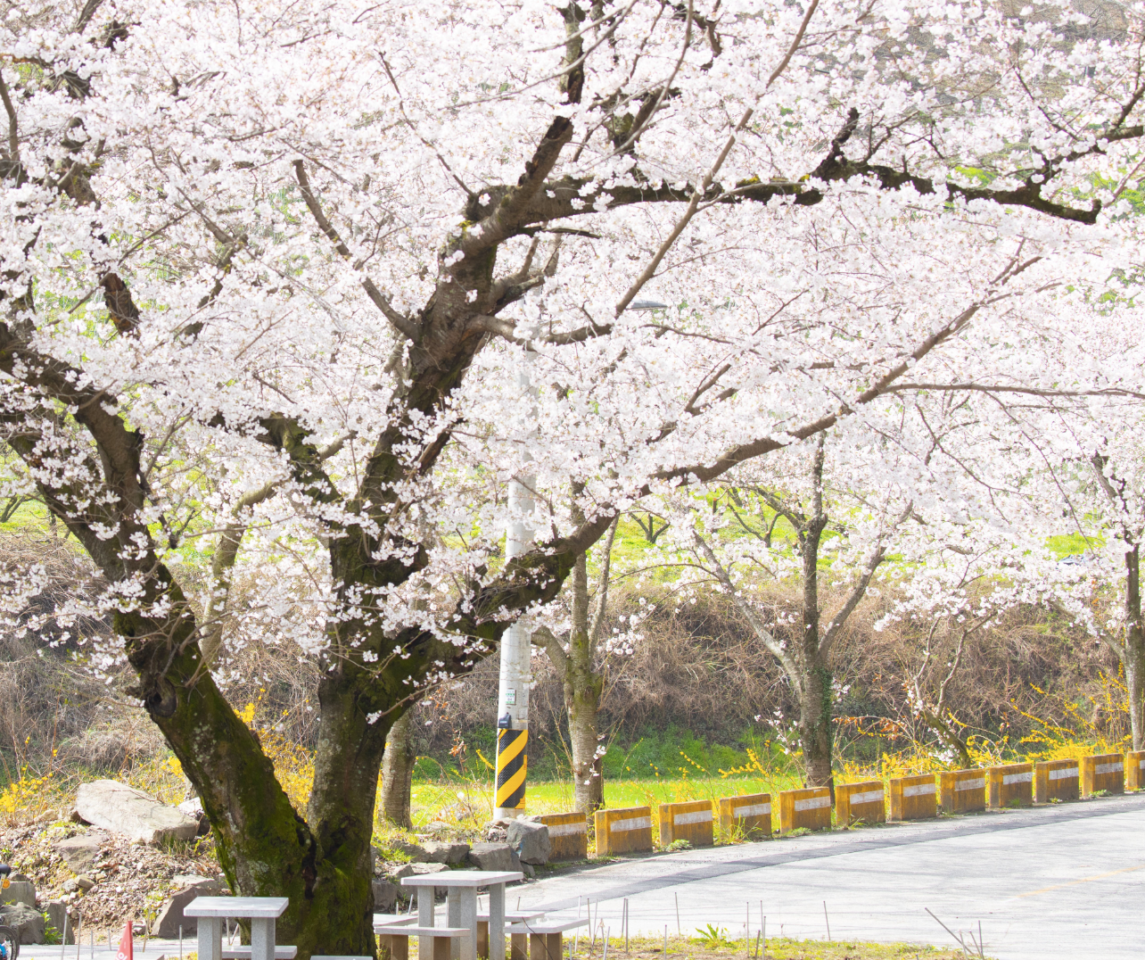 2025년 구례300리 벚꽃축제