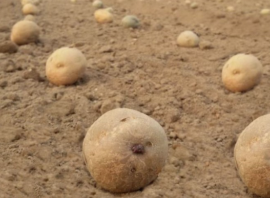 가을감자심는시기 씨감자 파종시기 재배 키우는 방법 감자캐는시기 1