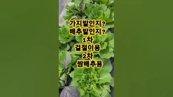 쌈배추 재배 속 차게 키우기 시비 타이밍 통풍 관리_8