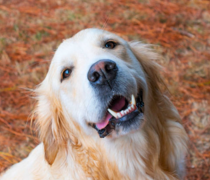 멋진 골든 리트리버