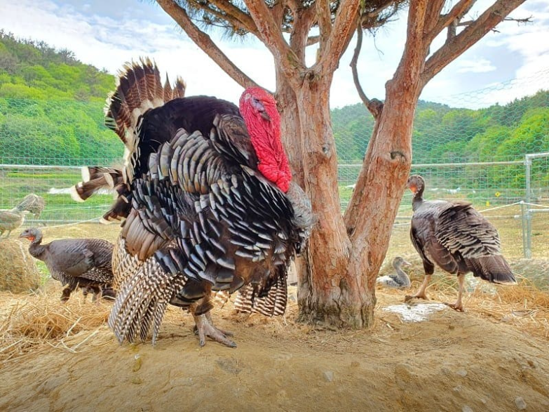 생방송오늘아침 이색체험카페 공룡타조랜드 경남 고성 가격 정보