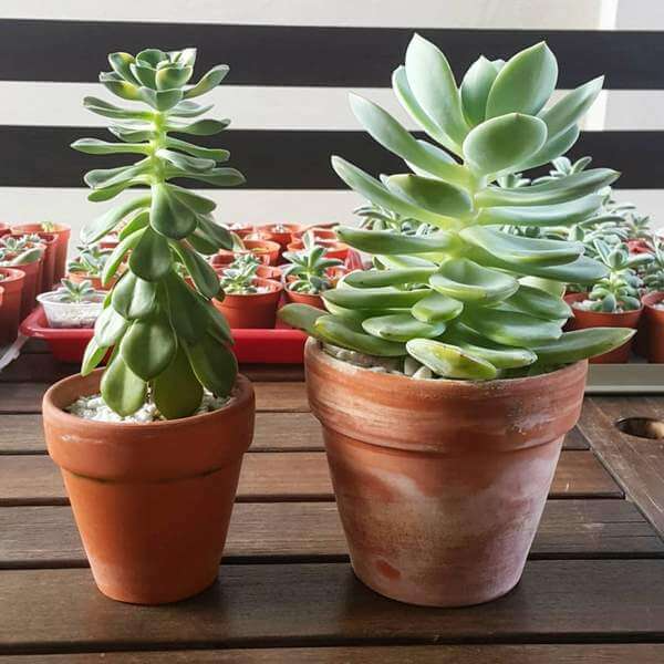 다육식물 웃자람 진행단계