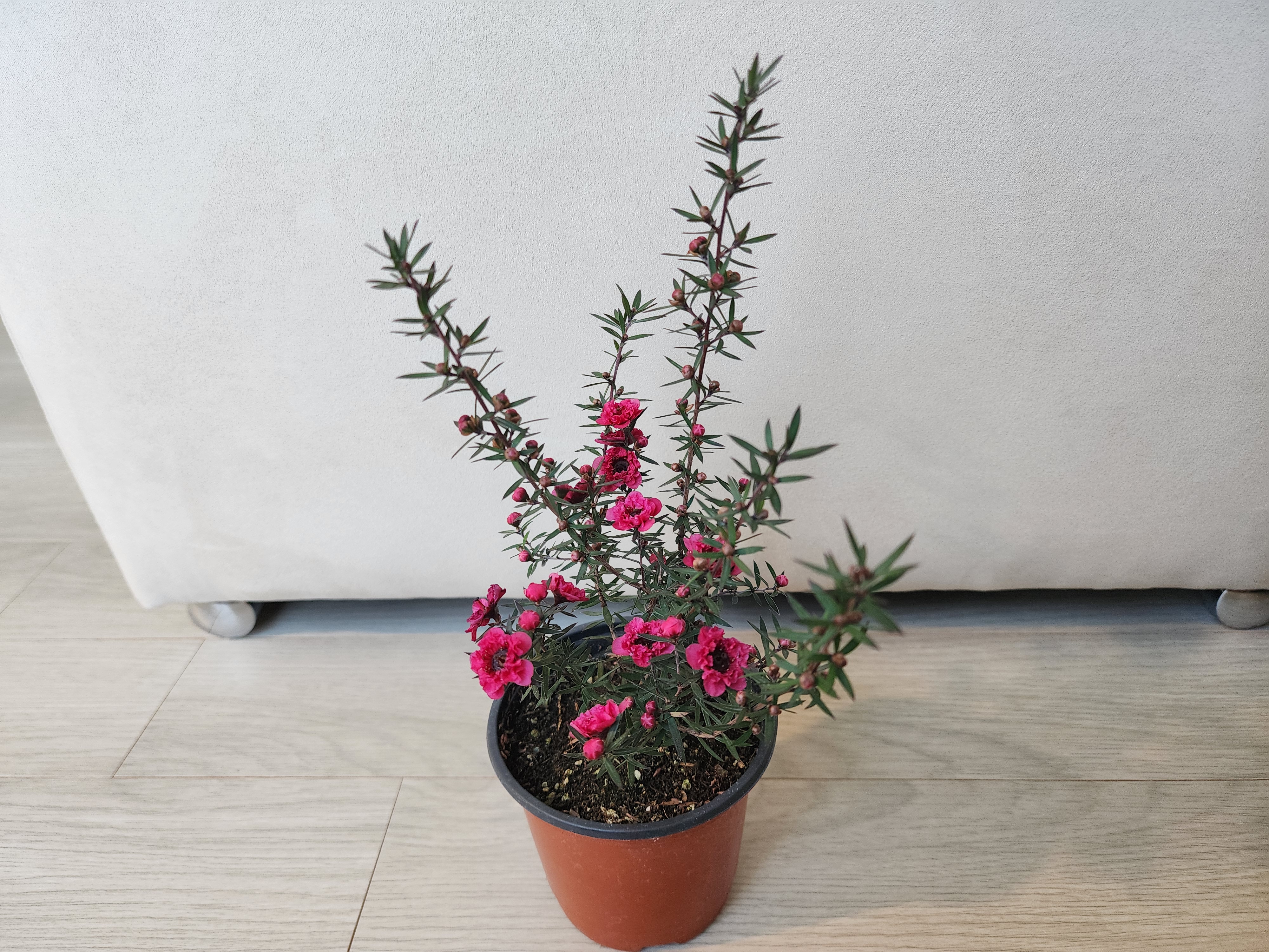 시장에서 처음 사왓을떄의 호주매화