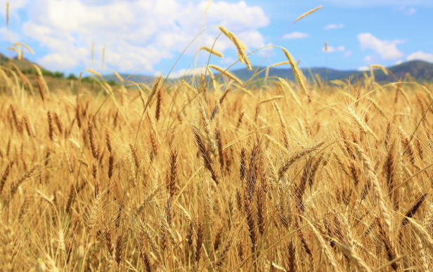 여름철 힐링 농촌 여행! 감성 가득한 시골 마을 추천