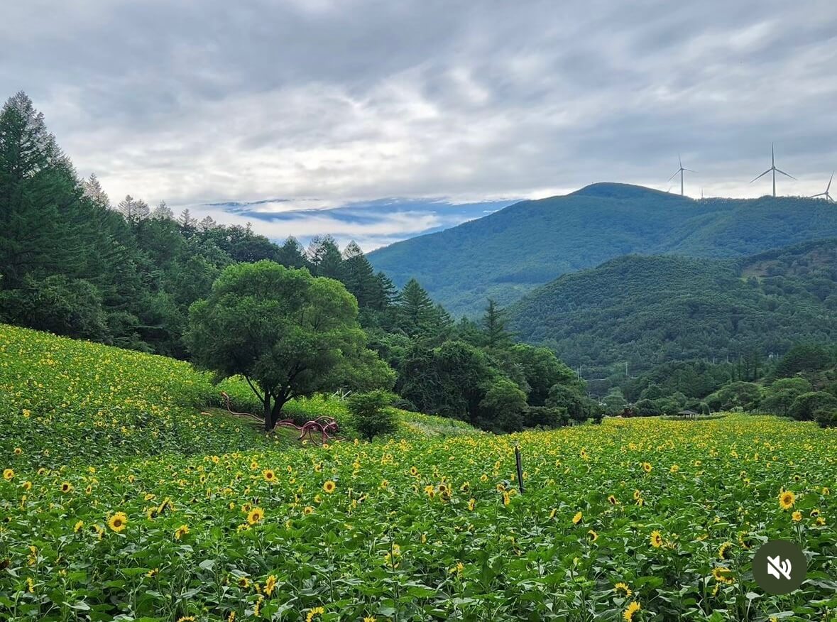 태백 해바라기축제