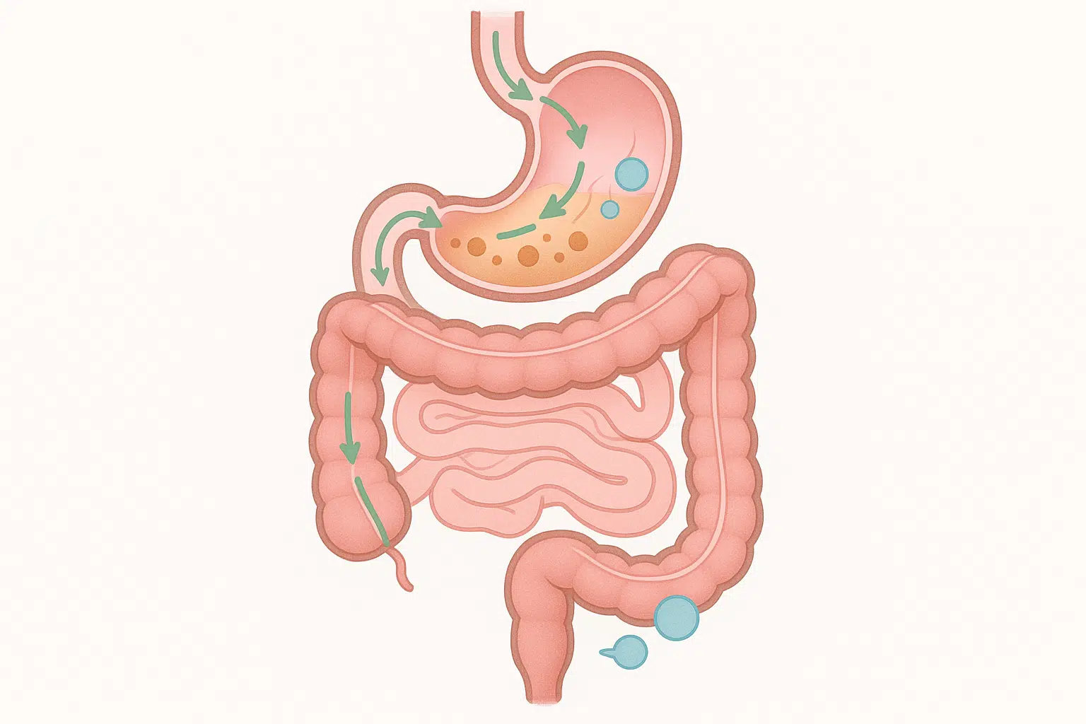 위와 소장의 연동 운동으로 음식물과 가스가 이동하며 소리가 나는 과정을 보여주는 소화기 단면