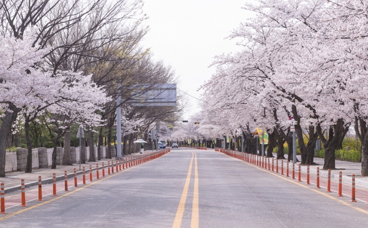 벚꽃길