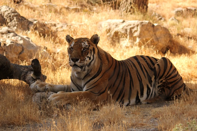 호랑이가 무섭게 쳐다본다